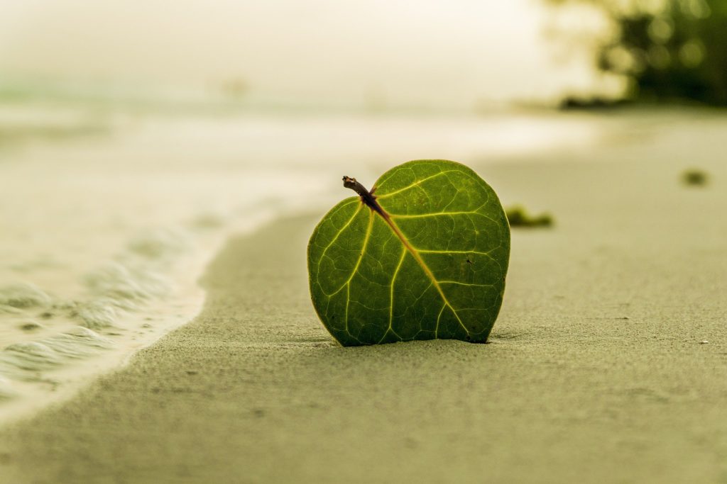 Blad som står i sanden på sandstrand