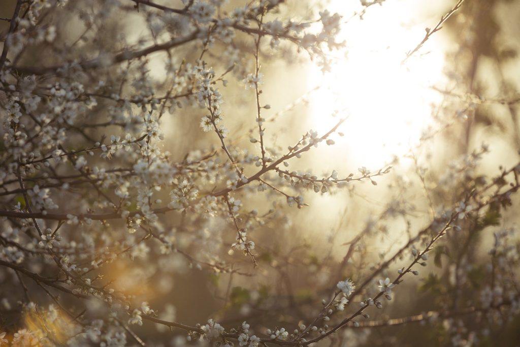 Bilde av vakkert blomstrende tre, hvor solen skinner i mot