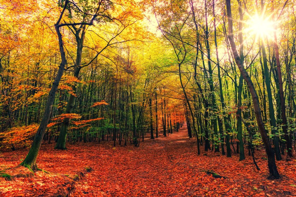Vei inn i skog, dekket av røde høstblader, som titter inn gjennom trærne.